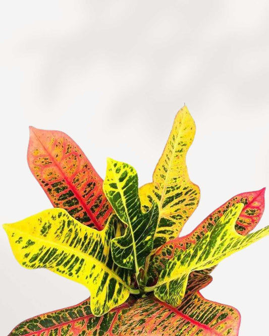 Croton Excellente 3.5" Pot - Small