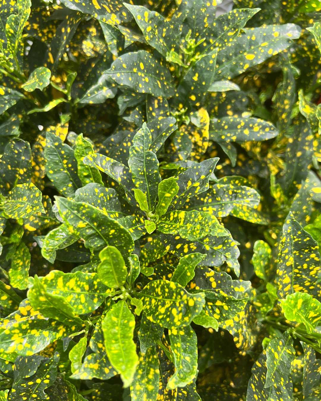 Croton Gold Dust