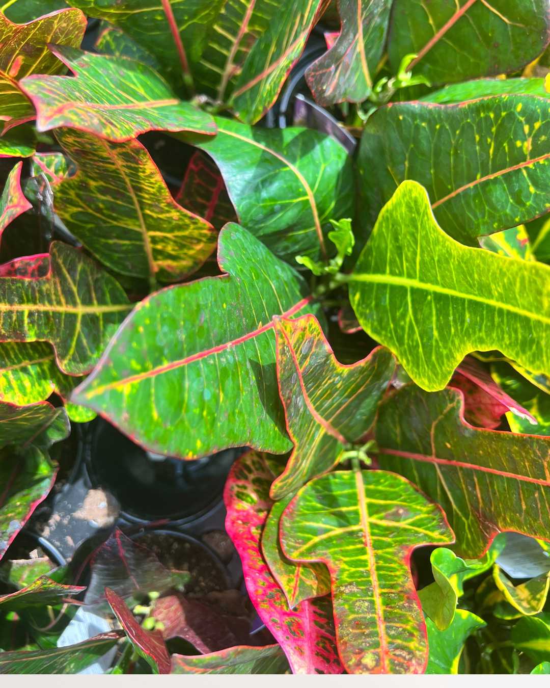 Croton Magnificent