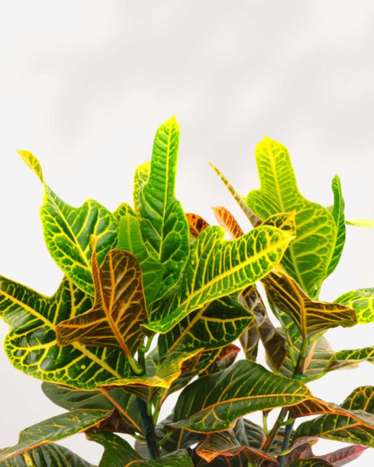 Croton Oakleaf 5" Pot - Medium