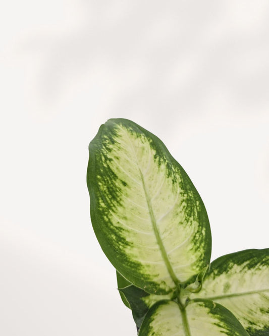 Dieffenbachia Camille indoor plant full view with variegated green and cream leaves, perfect houseplant for low to medium light