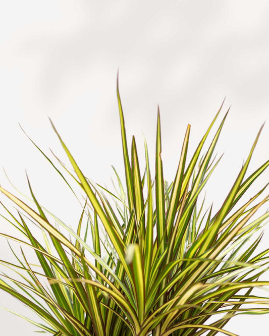 Dracaena Marginata Kiwi 6" Pot - Small