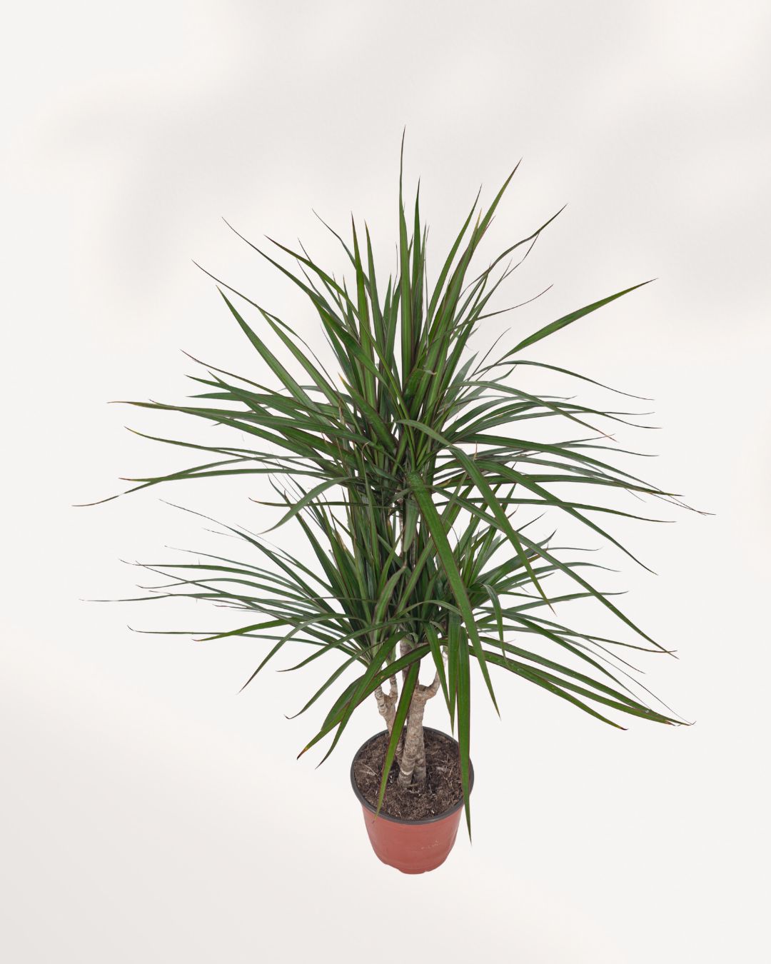Front angle view of Dracaena Marginata Cane Set displaying multiple cane stems and layered foliage creating a bold statement indoor plant available online and in store Richmond Hill GTA