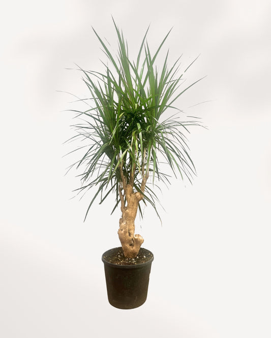Dracaena Marginata Stump Mother Plant front view in black nursery pot showing thick gnarled woody stump trunk with multiple branching heads of long narrow dark green spiky leaves, large statement indoor tree Canada