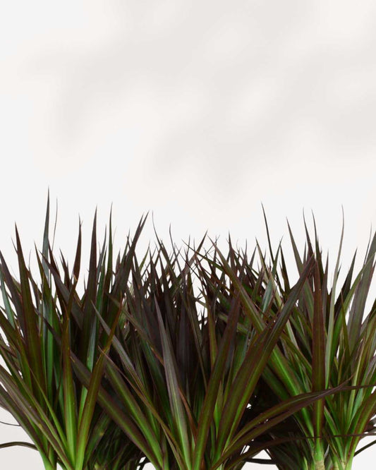 Dracaena Marginata 3.5" Pot - Small