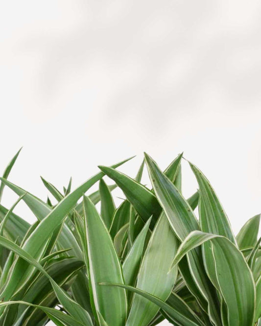 Dracaena Warneckii 4" Pot - Small