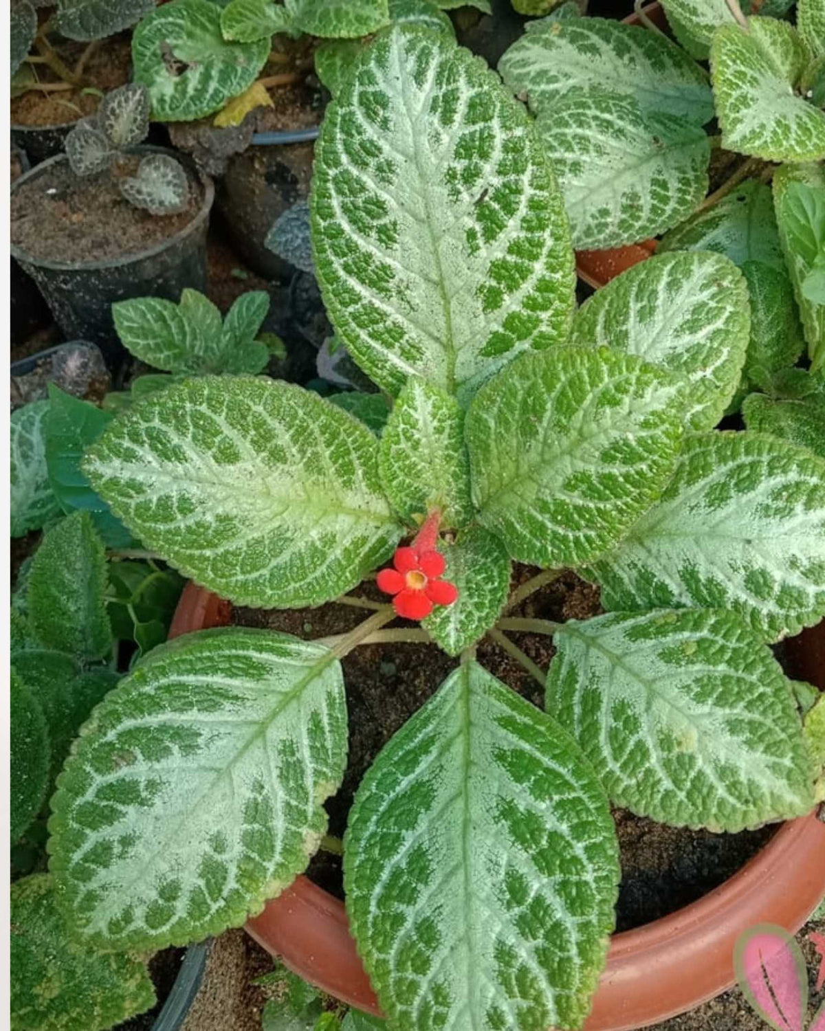 Episcia Faded Jade