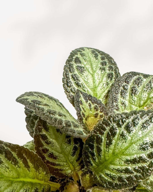Episcia Silver Sheen 3.5" Pot - XSmall