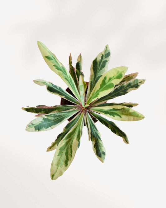 Euphorbia Milii Variegata 'Crown of Thorns' 3.5" Pot - Small