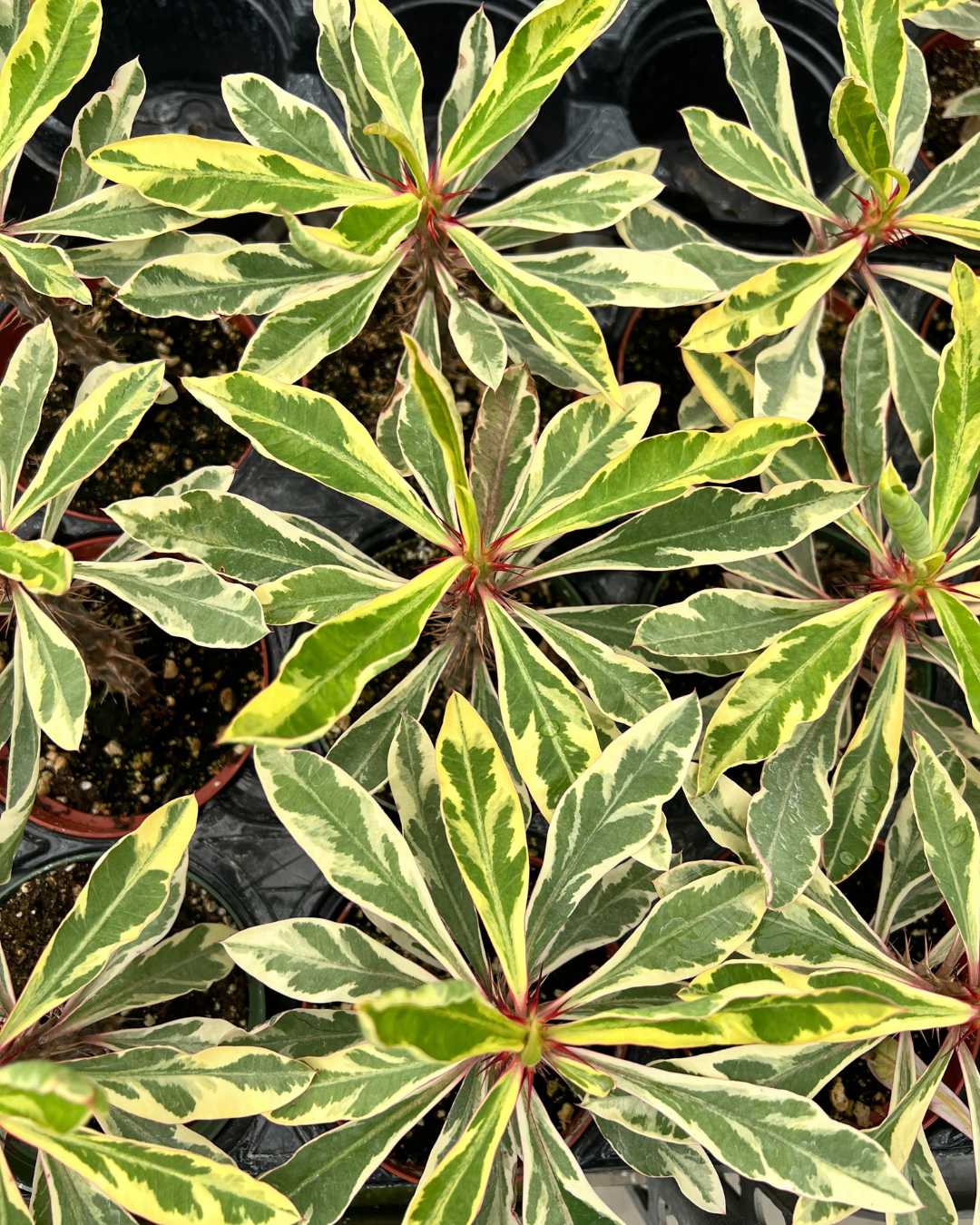 Euphorbia Milii Variegata 'Crown of Thorns'