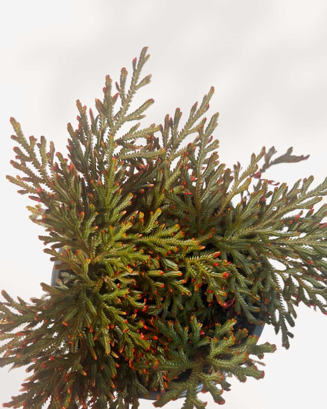 Fern Ruby Red Moss plant in a pot