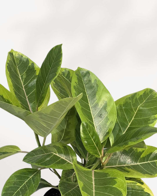 Ficus Altissima Yellow Gem 6" Pot - Small