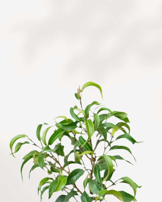 Ficus Benjamina Little Leaf 3.5" Pot - Small