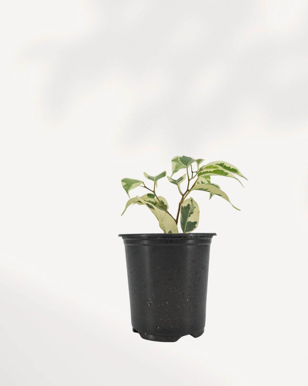 Ficus Benjamina Starlight's cascading branches