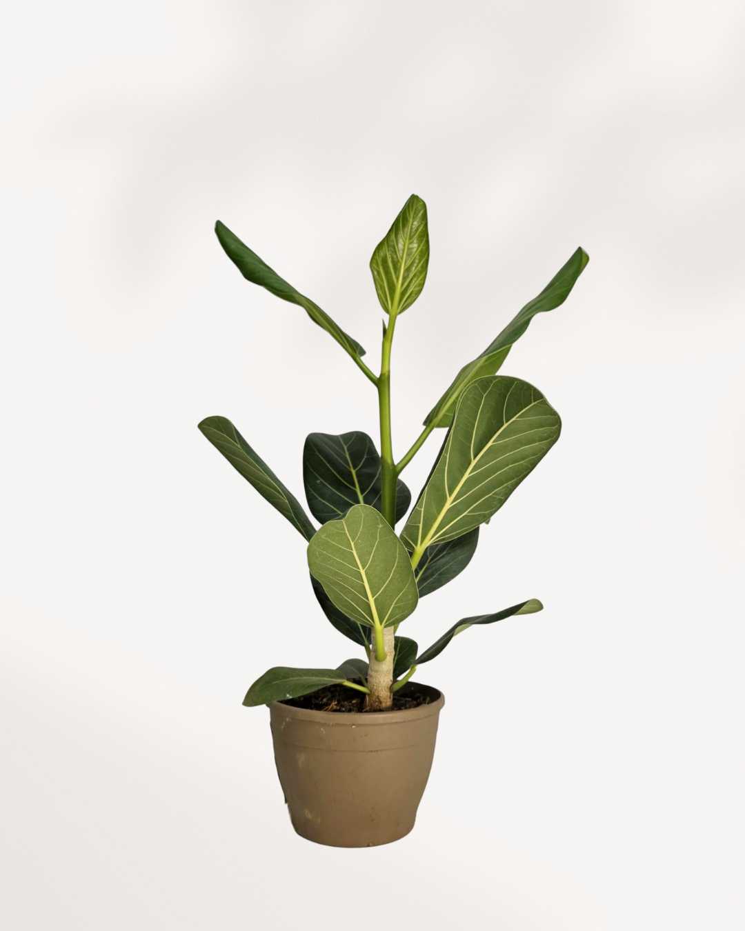 Ficus Audrey 4.5" Pot - Medium