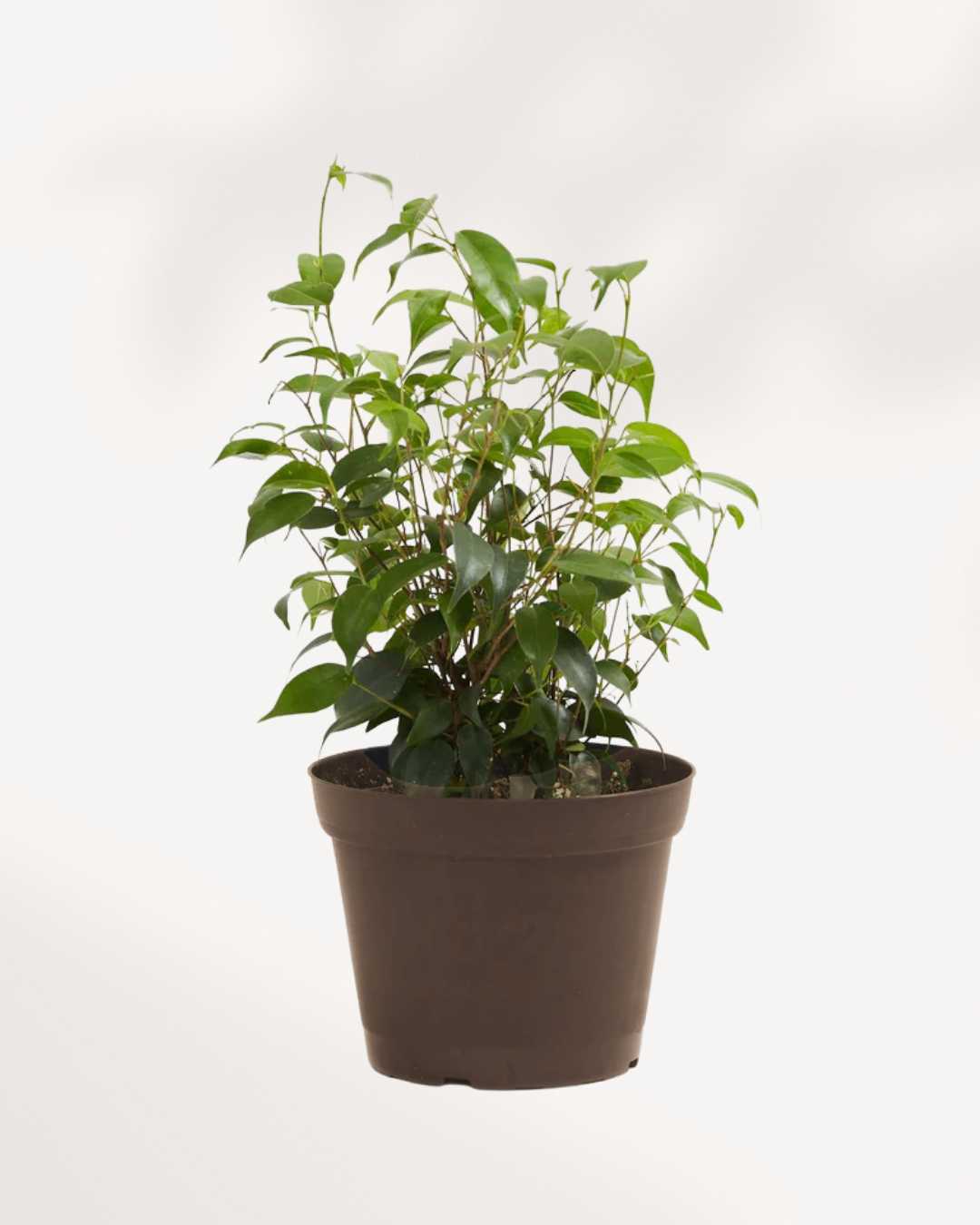Ficus Benjamina 5" Pot - Medium