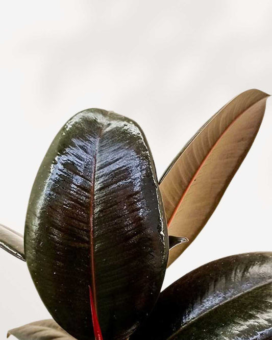 Ficus Elastica 'Burgundy' 4" Pot - Small