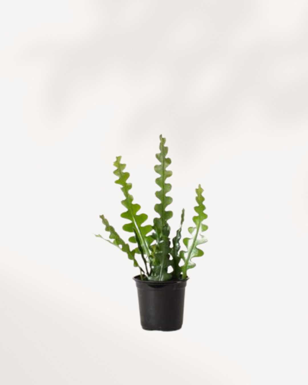 Fishbone Cactus in a 4-inch black nursery pot with multiple upright sculptural stems.