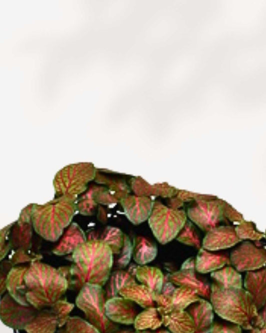 Fittonia Flammule 3.5" Pot - Small