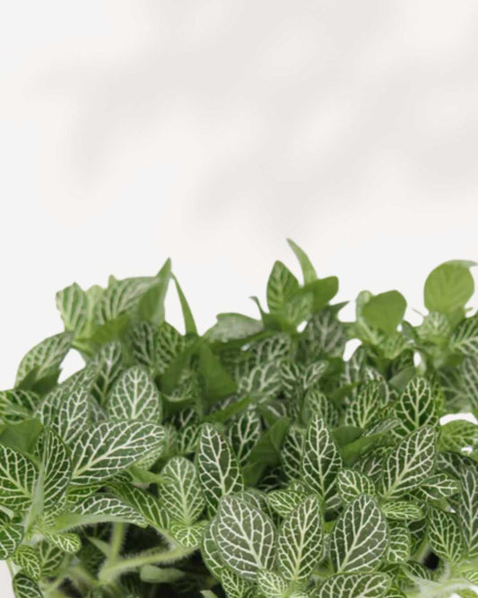 Fittonia Nerve Plant 3.5" Pot - Small