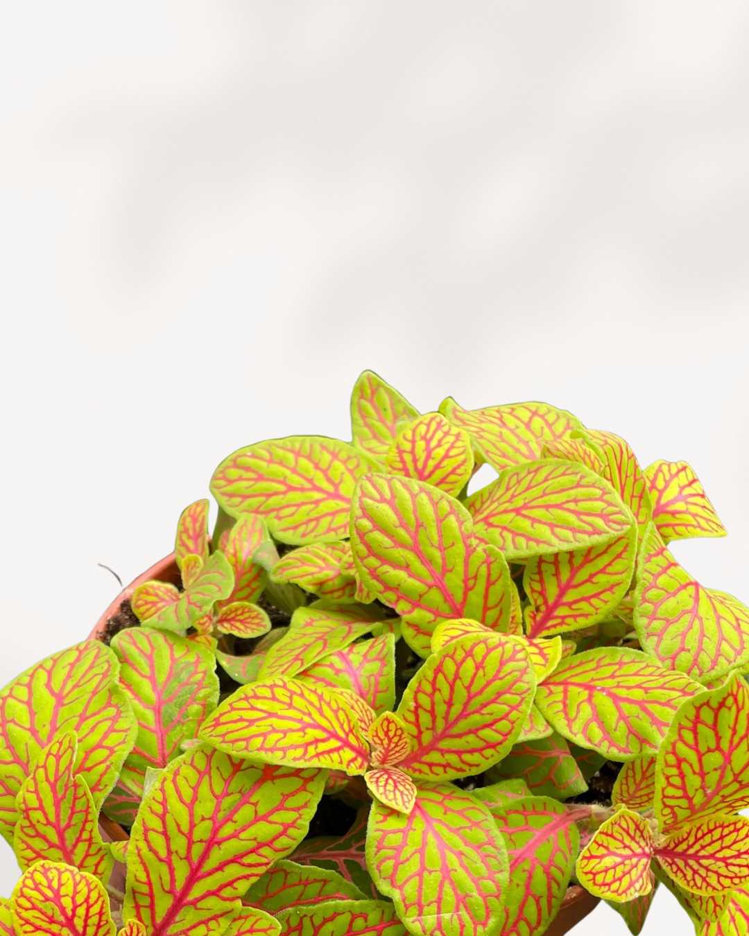 Fittonia Skeleton