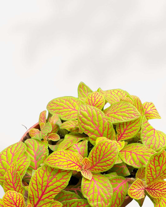 Fittonia Skeleton 3.5" Pot - Small