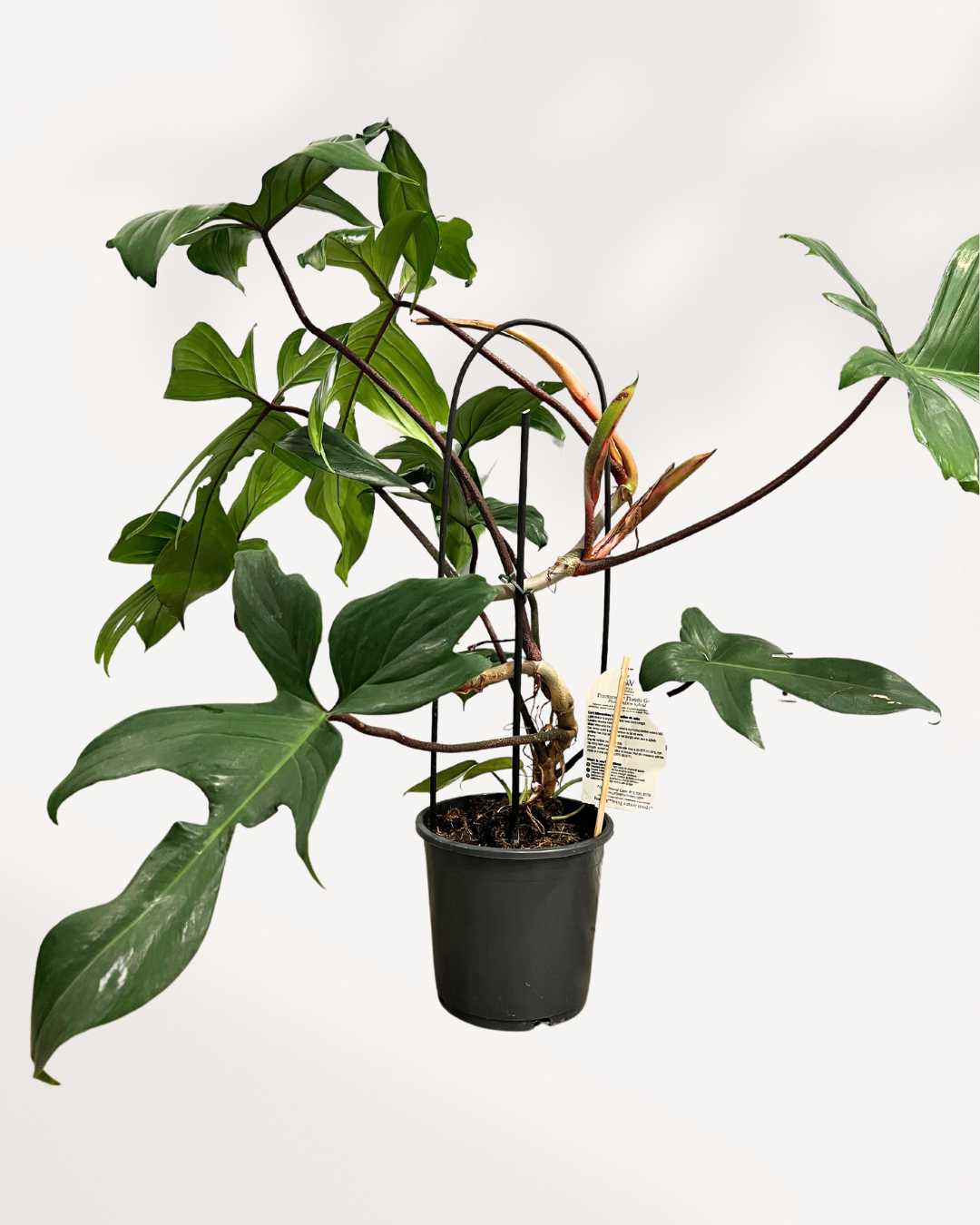Philodendron Florida Green 8" Pot - Large