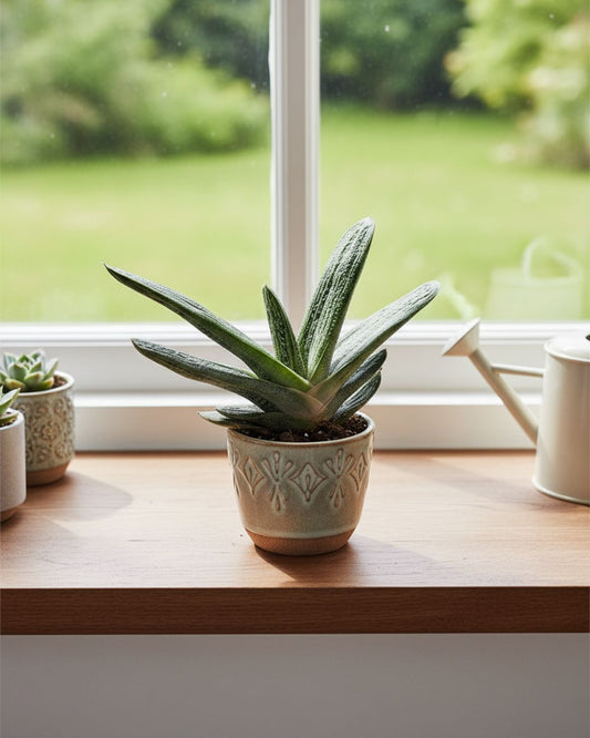 Front view of Gasteria 'Little Warty' succulent, showcasing its unique textured green leaves with speckled patterns, perfect compact houseplant to buy online for easy indoor décor.