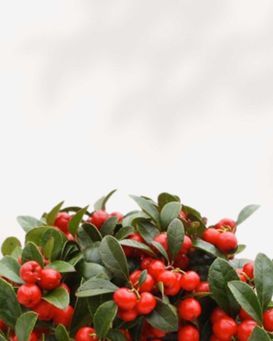 Winter Berry' Gaultheria Procumbens 4" Pot - Small