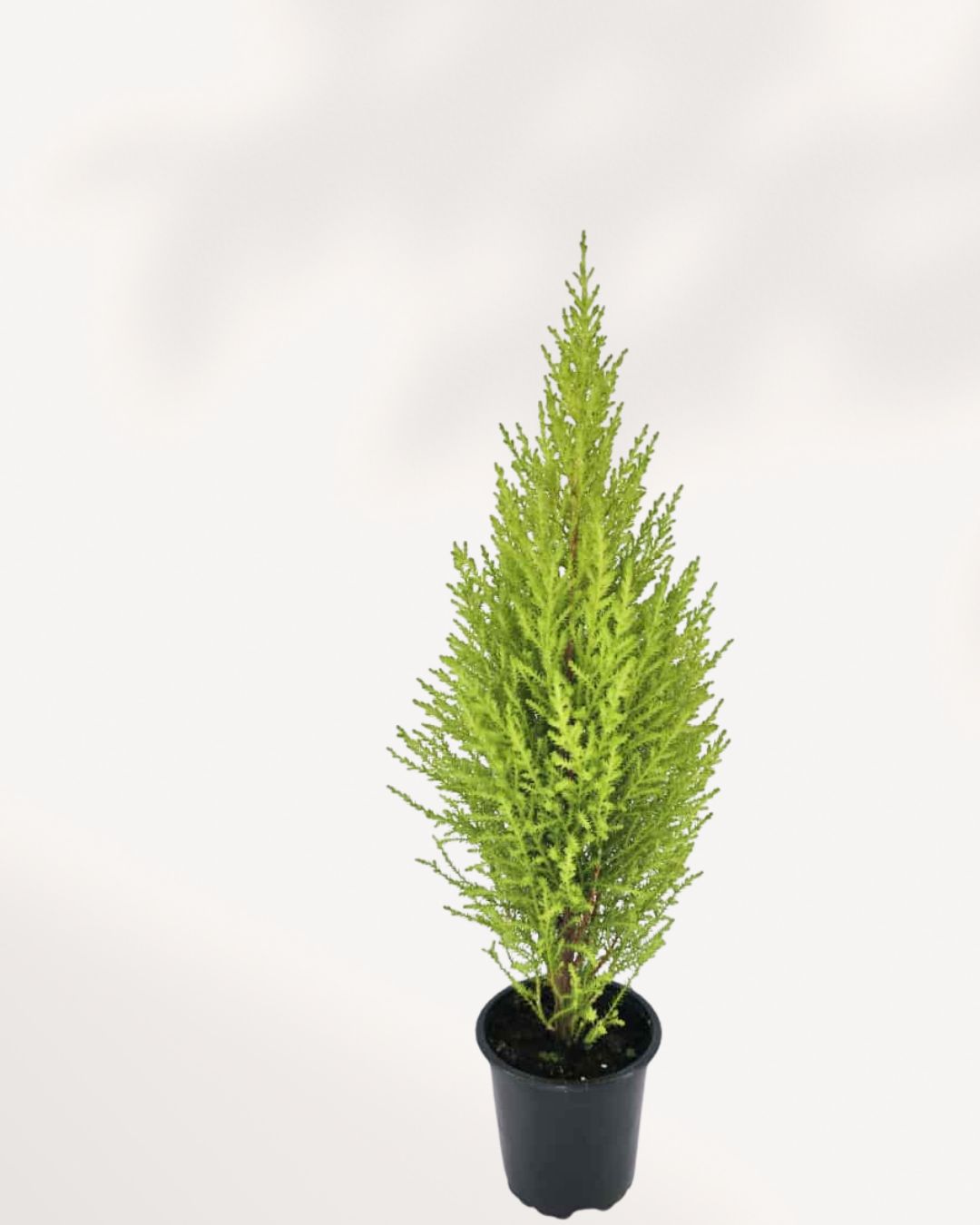 Goldcrest Lemon Cypress | Buy Online