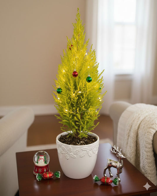 Goldcrest Lemon Cypress | Buy Online