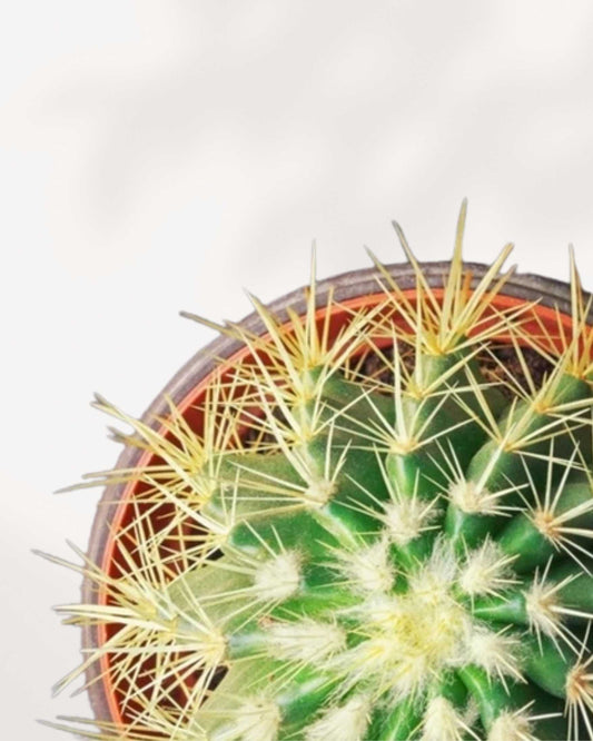 Golden Barrel Cactus 2.5" Pot - Small