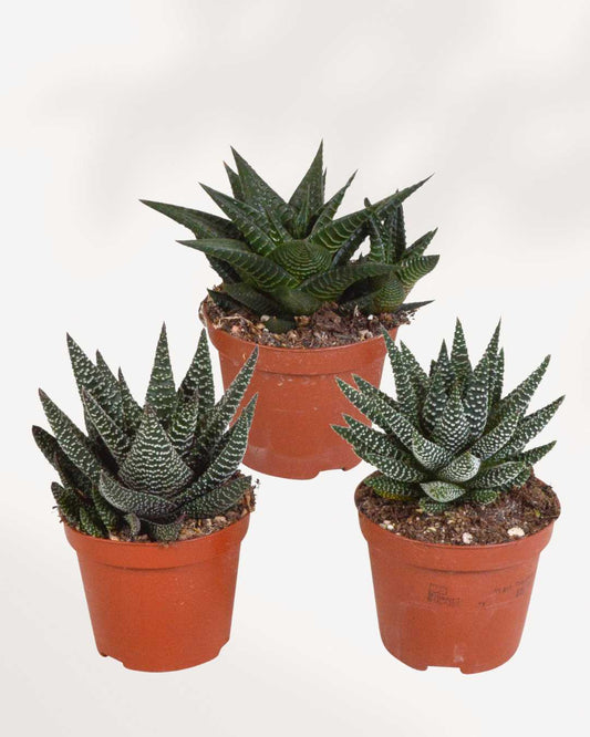 Haworthia Succulent Mystery Box Single Pack