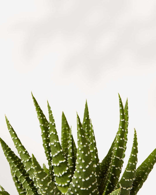 Haworthia Succulent 3.5" Pot - Single Assorted