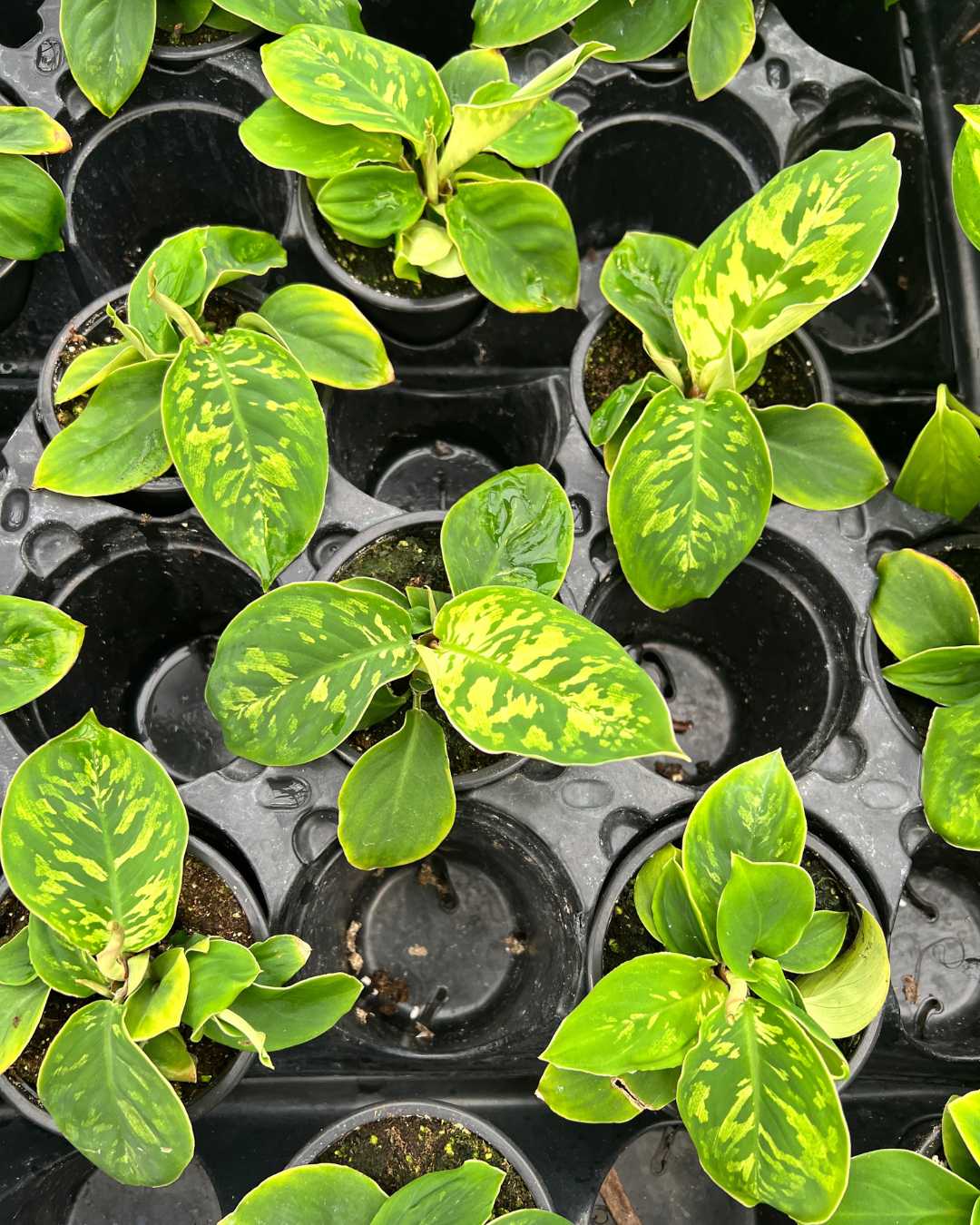 Homalomena Camouflage