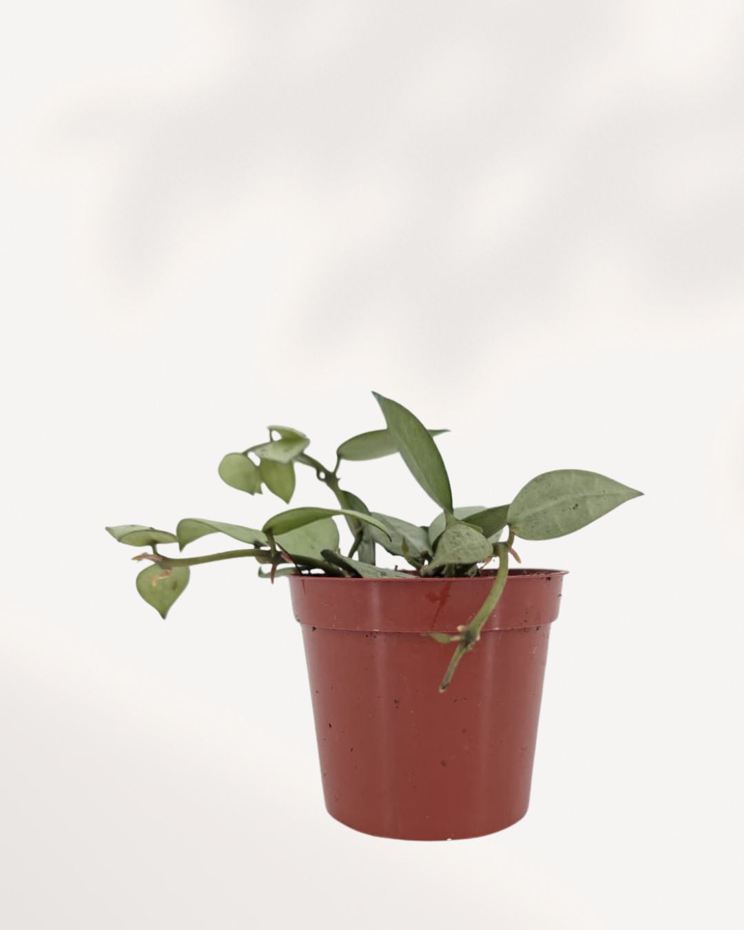 Hoya Arctic trailing plant showing thick waxy leaves