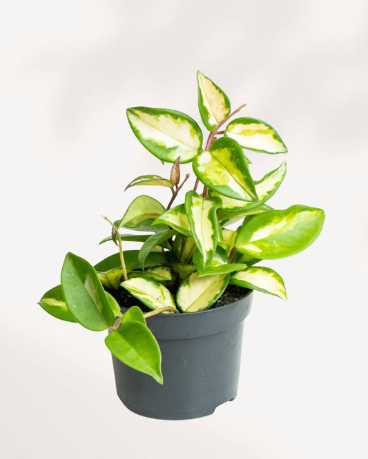 Hoya Krimson Princess 4.5" Pot - Small