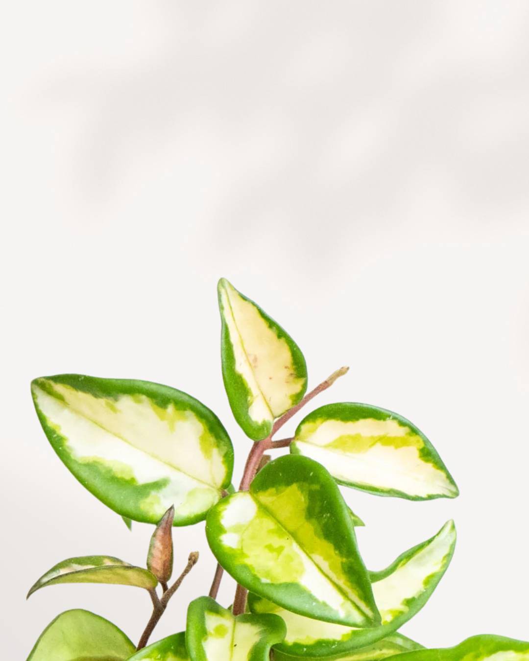 Close-up of Hoya Carnosa Krimson Princess's variegated leaf