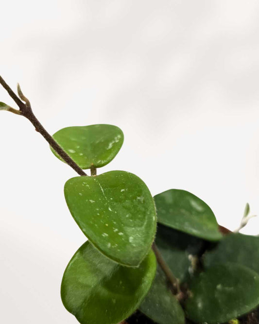 Hoya Mathilde in a hanging nursery pot