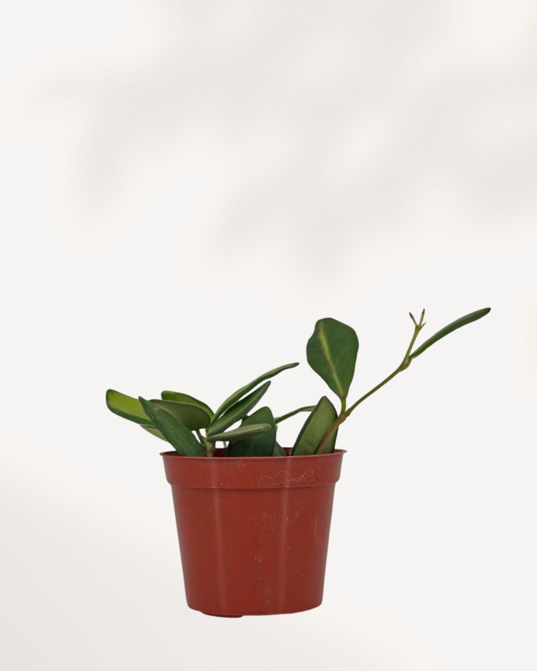 Hoya Neon plant in a pot