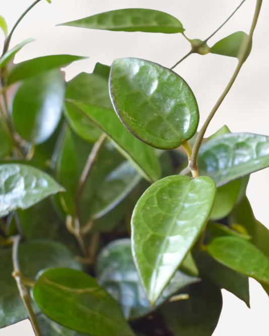 Hoya Parasitica Black Margin 6" Pot - Small