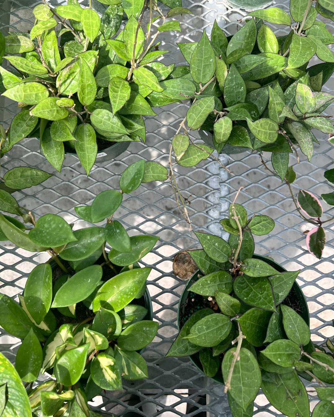 Hoya Parasitica Black Margin plant in a pot