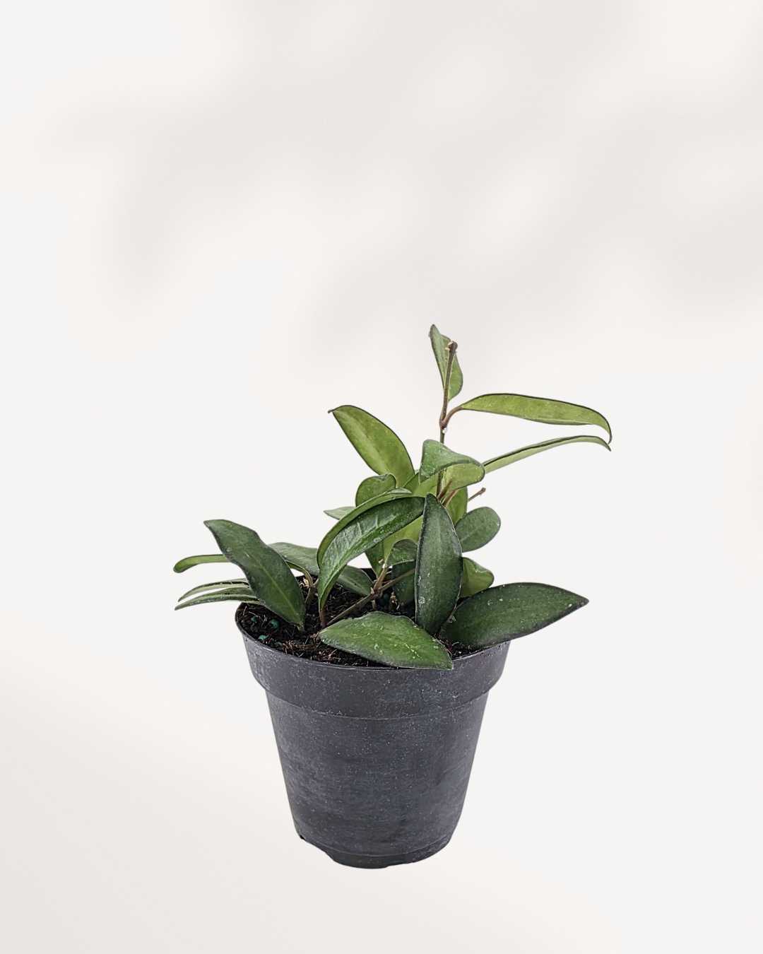 Hoya Rosita trailing vine in a pot