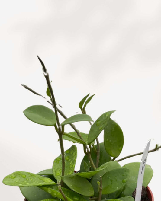 Close-up of Hoya Bilobata's small waxy leaves
