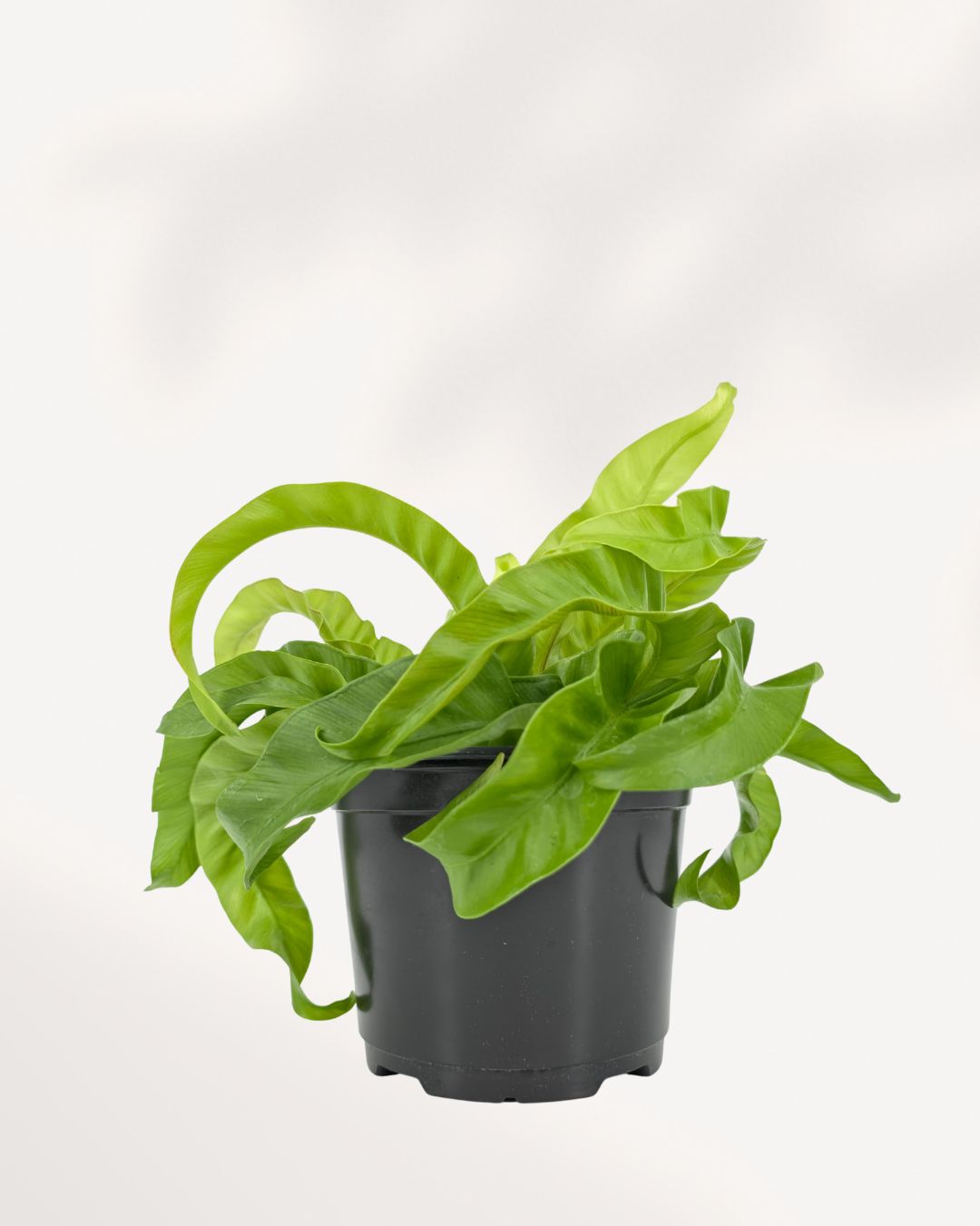 Hurricane Bird Nest Fern healthy full foliage front view showcasing vibrant tropical leaves, perfect indoor houseplant for brightening home spaces, available online and in store Richmond Hill with Canada delivery