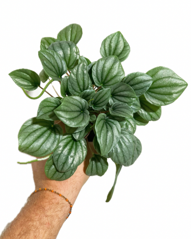 Top view of Peperomia Frost showing leaf pattern