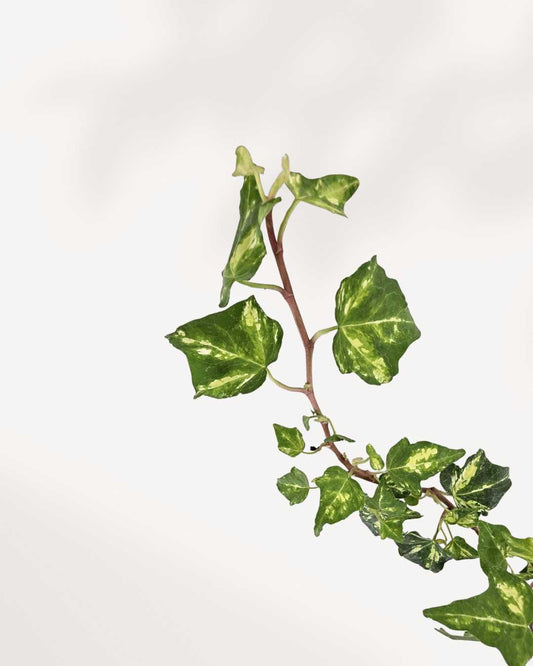 Ivy Golden Ingot | Buy Online Pro Tip and Care Guide - Delivery from Toronto across Canada - Mygreenscape