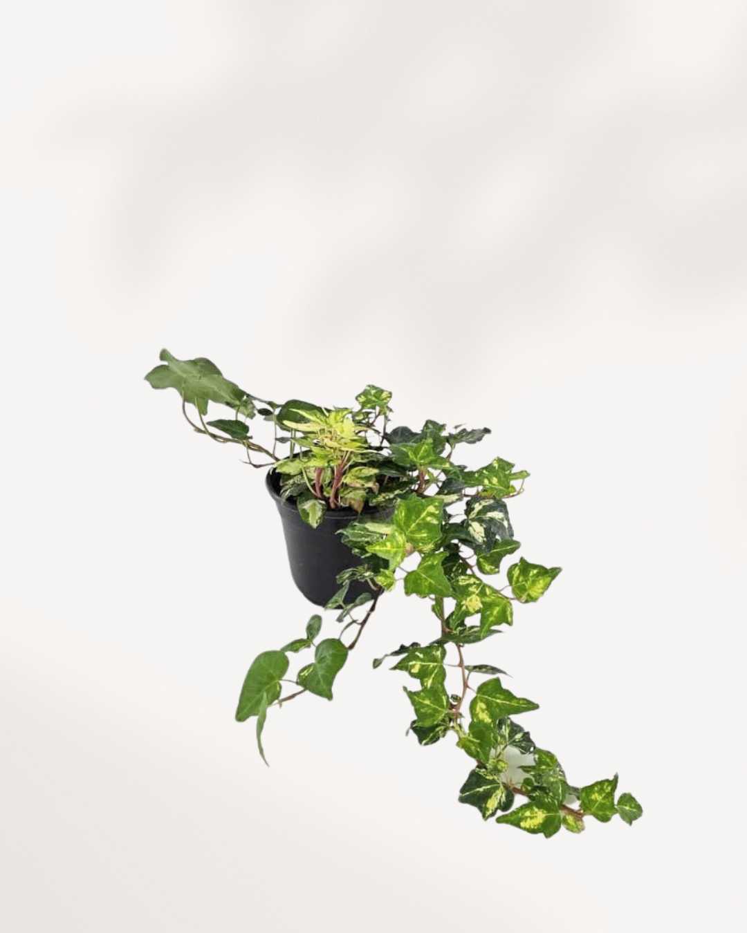 Ivy Golden Ingot | Buy Online Pro Tip and Care Guide - Delivery from Toronto across Canada - Mygreenscape