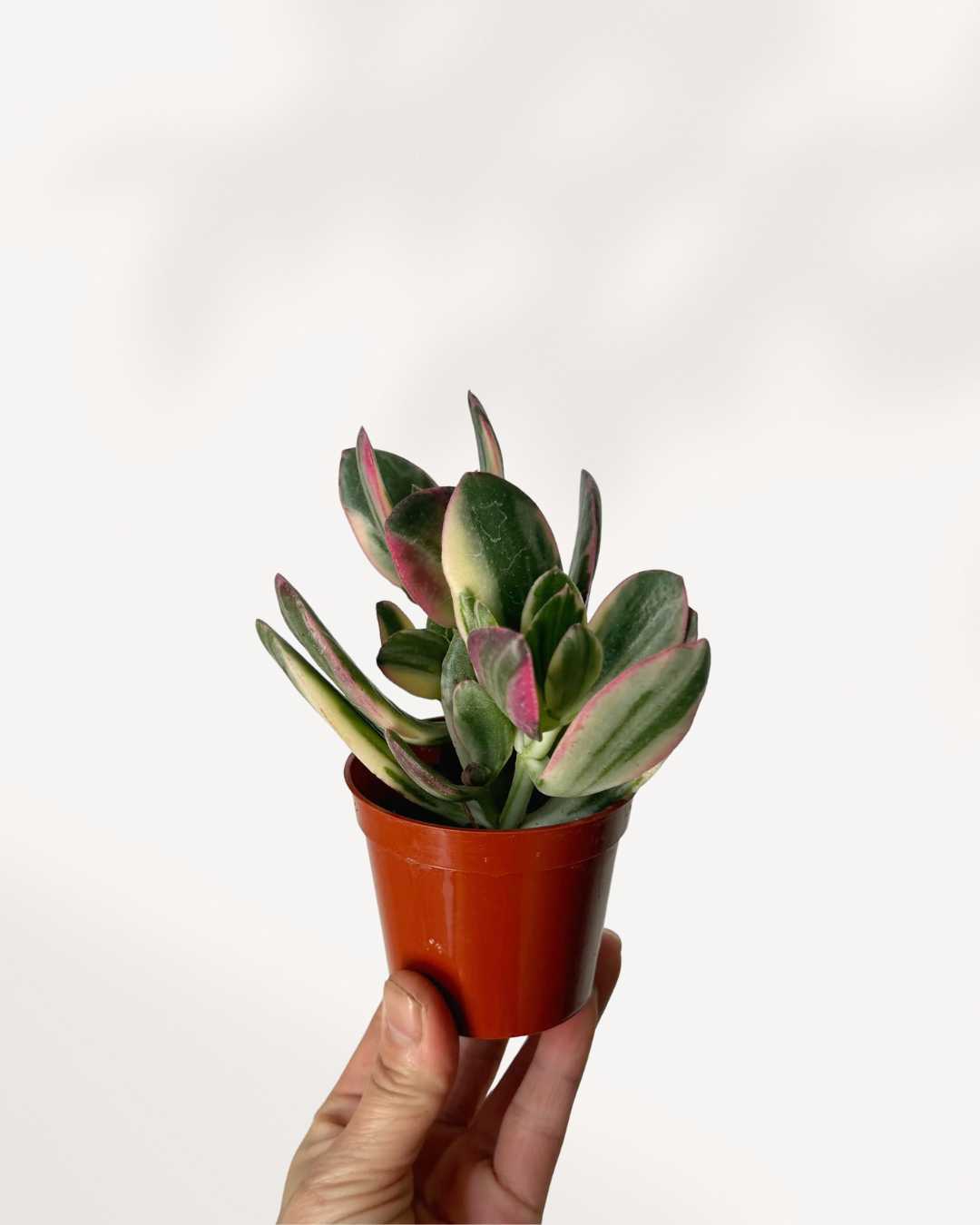 Jade Plant Variegated