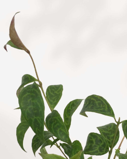 Lipstick Plant Black Pagoda 4" Pot - Small
